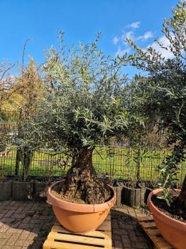 Olivenbaum-Hojiblanca--Nr-89